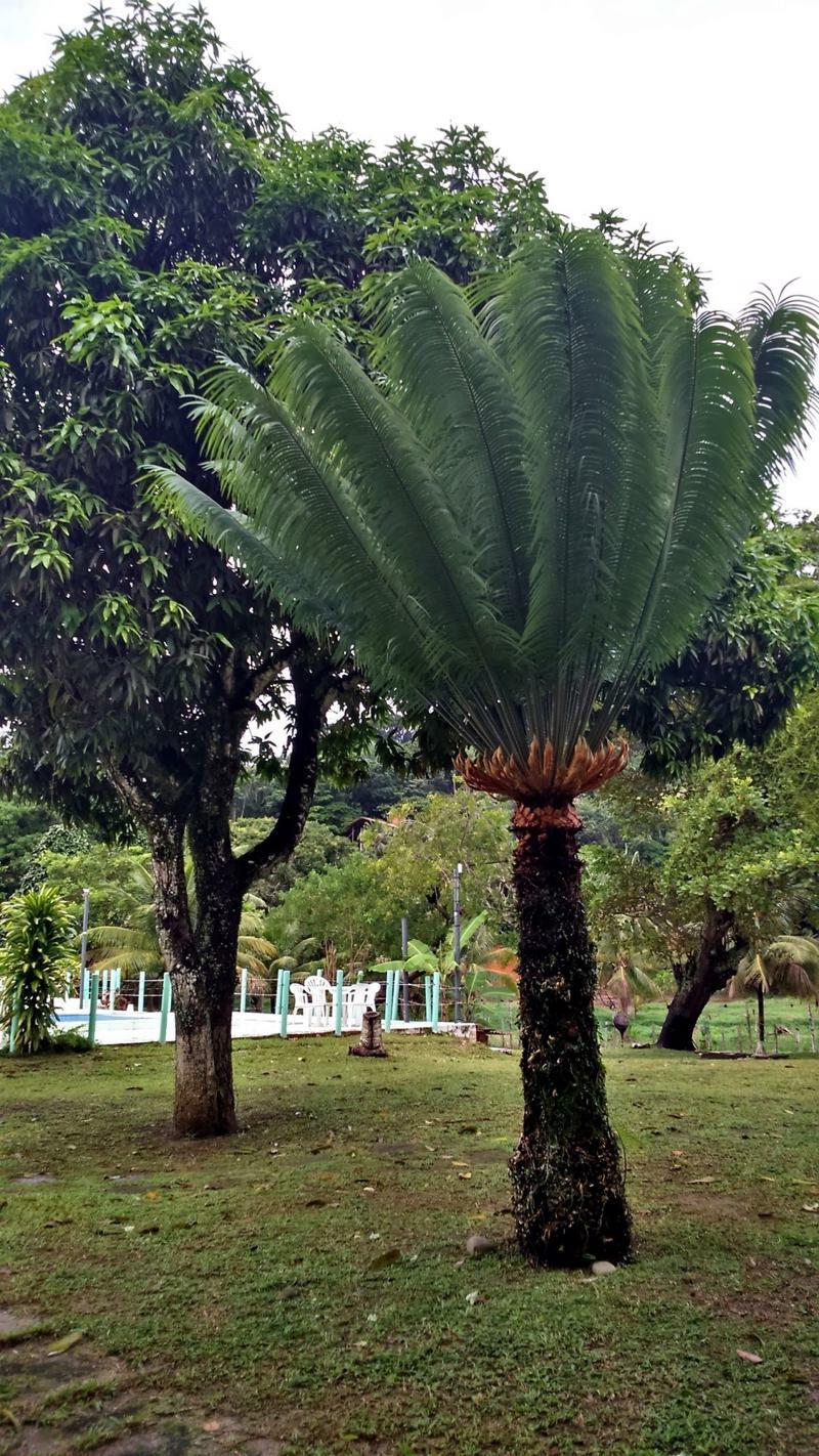 Pousada Sitio Paraiso Itacaré Екстериор снимка